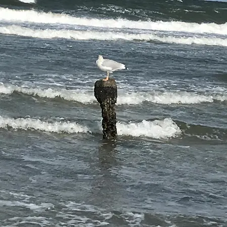 Semesterbostad Haus Seepferdchen *